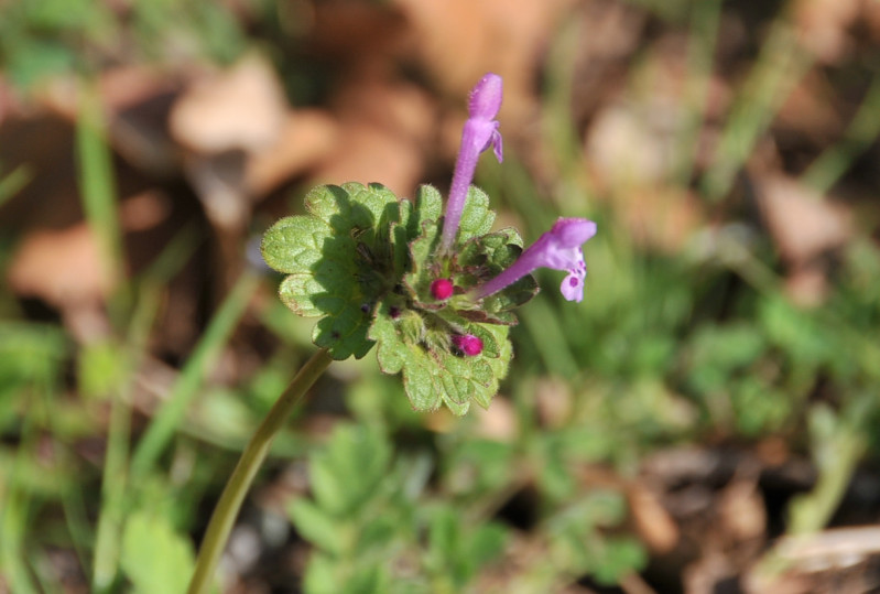 Lamium amplexicaule